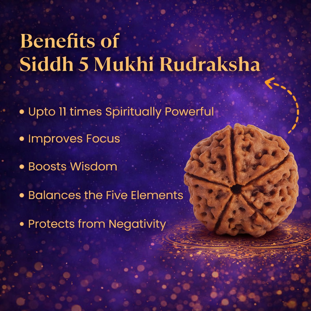 A high-quality Siddh 5 Mukhi Rudraksha bead from Nepal, signifying Lord Kalagni Rudra. The image displays a natural brown seed with five clearly defined vertical lines or 'faces' running from top to bottom, symbolizing health, peace, and spiritual purification.