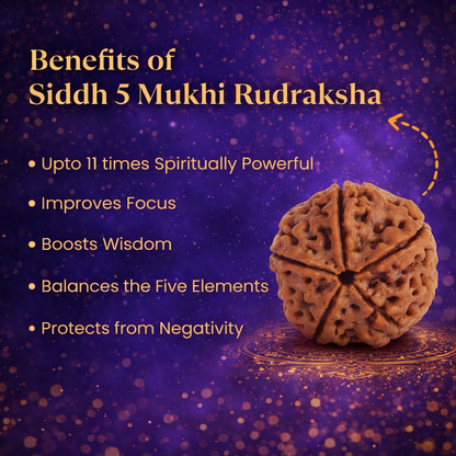 A high-quality Siddh 5 Mukhi Rudraksha bead from Nepal, signifying Lord Kalagni Rudra. The image displays a natural brown seed with five clearly defined vertical lines or 'faces' running from top to bottom, symbolizing health, peace, and spiritual purification.
