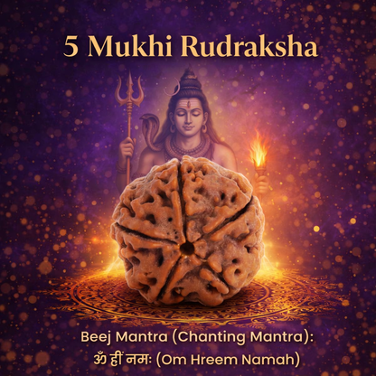 A high-quality Siddh 5 Mukhi Rudraksha bead from Nepal, signifying Lord Kalagni Rudra. The image displays a natural brown seed with five clearly defined vertical lines or 'faces' running from top to bottom, symbolizing health, peace, and spiritual purification.