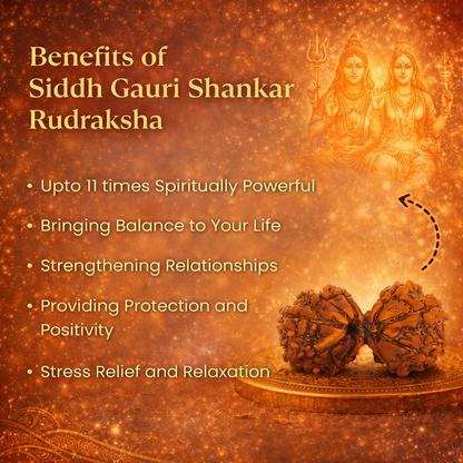 A rare Siddh Gauri Shankar Rudraksha from Nepal, featuring two naturally joined Rudraksha beads representing the union of Lord Shiva and Goddess Parvati. The beads are fused together along their sides, showing deep natural grooves and a rich mahogany texture, symbolizing harmony and divine partnership.