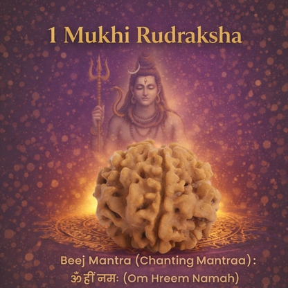 An exceptionally rare Siddh 1 Mukhi Rudraksha bead, featuring a single, unbroken natural line running from the top to the bottom of the seed. The bead has a rich mahogany color and a dense, robust texture, symbolizing the singular consciousness of Lord Shiva and the power of the Sun.