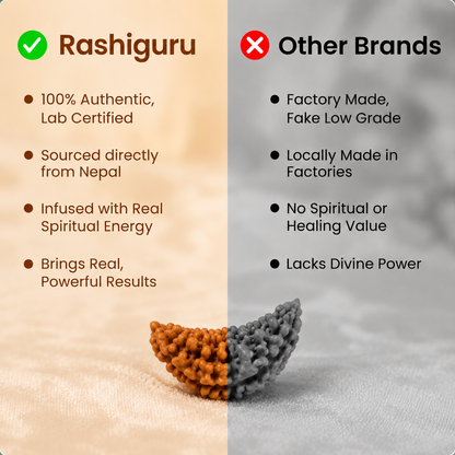 Rare Siddhi 1 Mukhi Rudraksha (Half Moon)
