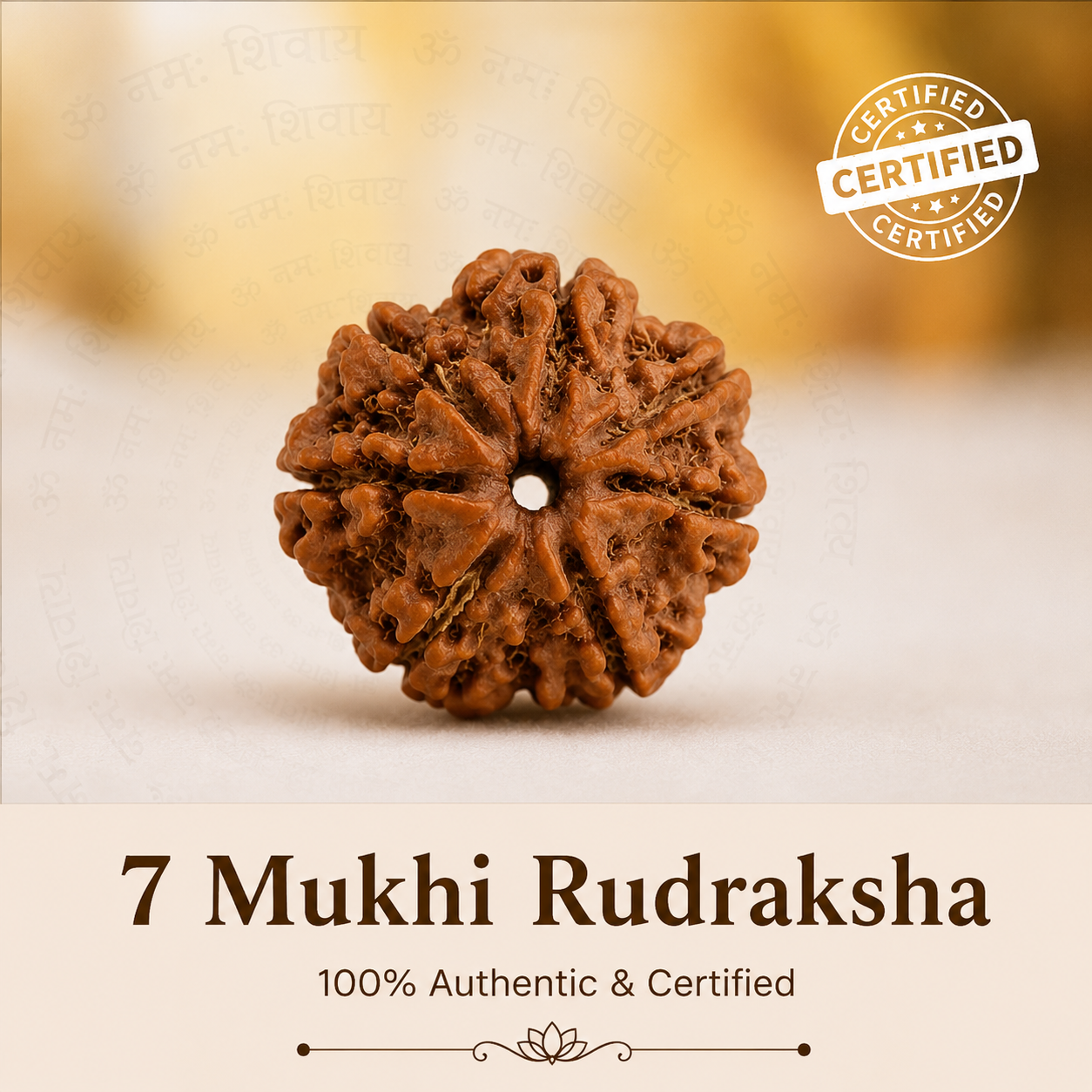7 Mukhi Rudraksh