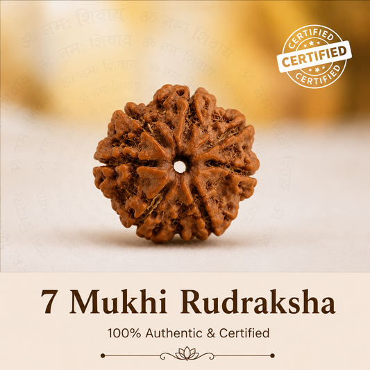7 Mukhi Rudraksh