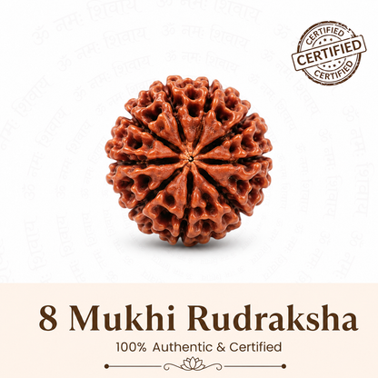 8 Mukhi Rudraksh