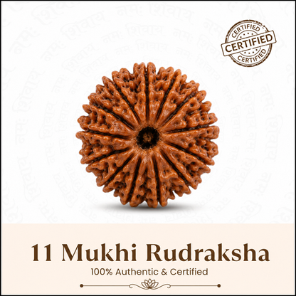 11 Mukhi Rudraksh