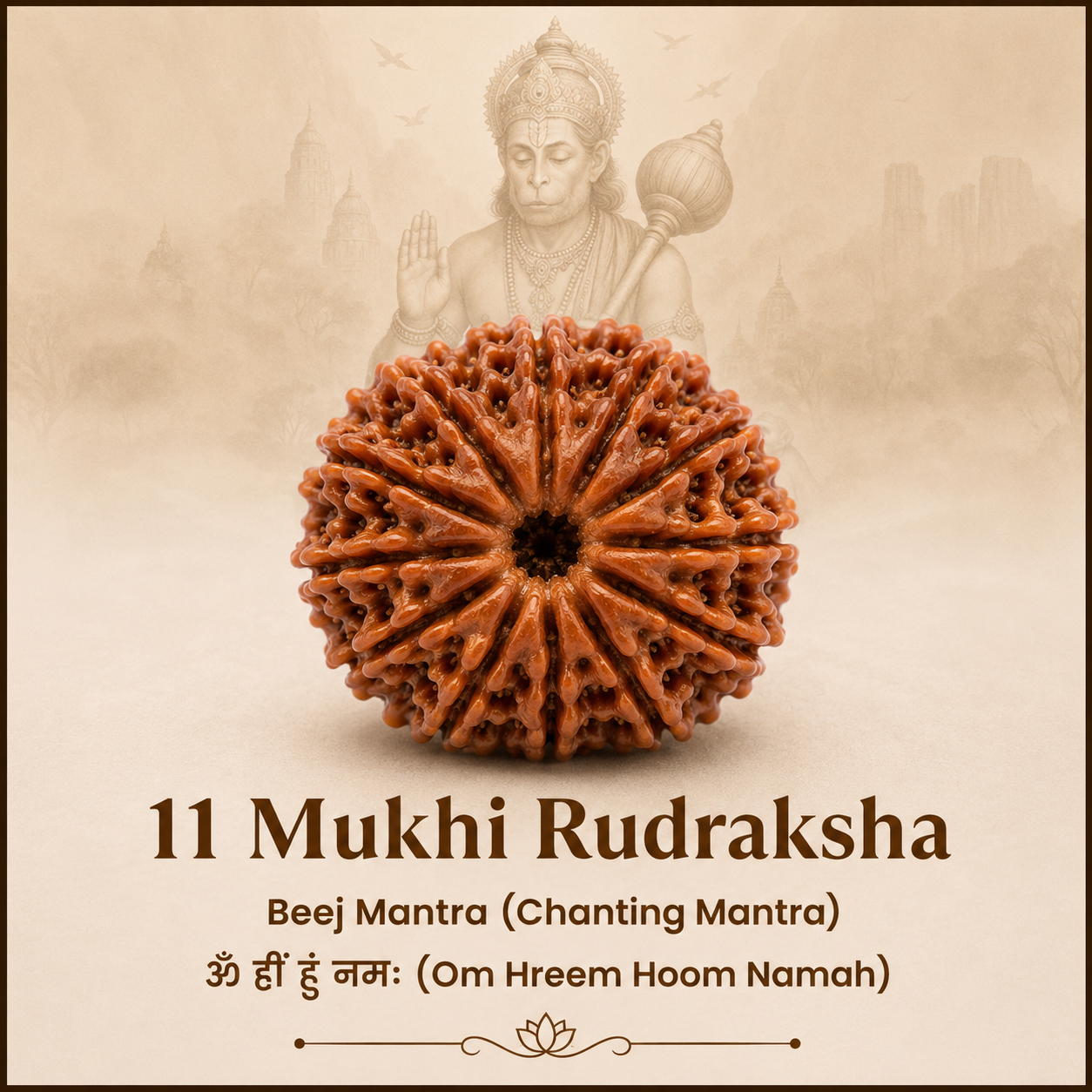 11 Mukhi Rudraksh
