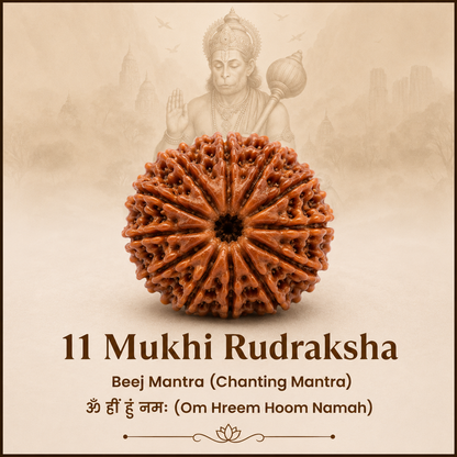 11 Mukhi Rudraksh