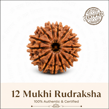 12 Mukhi Rudraksh