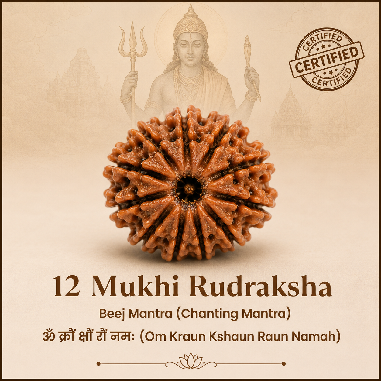 12 Mukhi Rudraksh