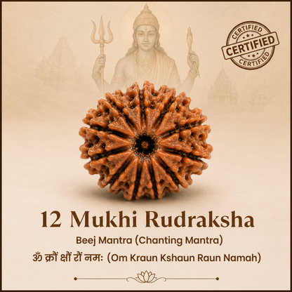 12 Mukhi Rudraksh