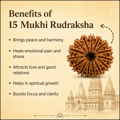 Siddh 15 Mukhi Rudraksha