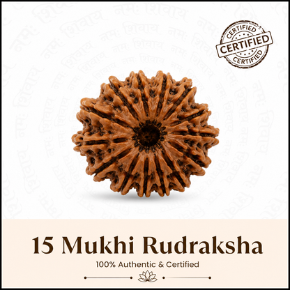 Siddh 15 Mukhi Rudraksha