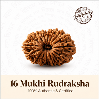 Siddh 16 Mukhi Rudraksha