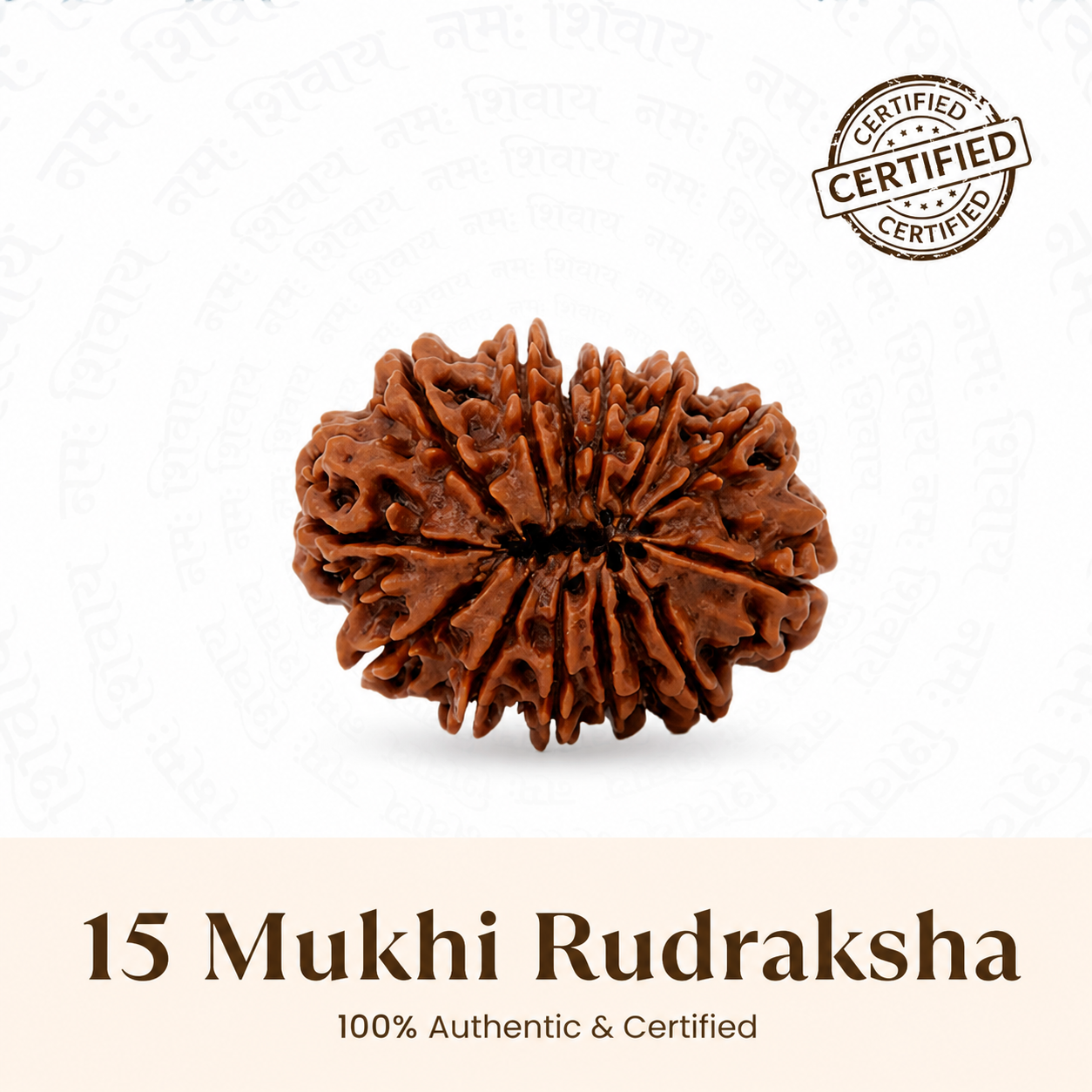 Siddh 15 Mukhi Rudraksha