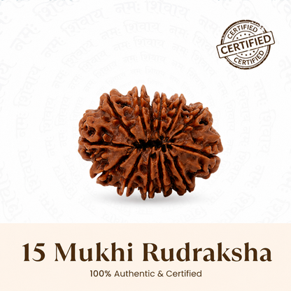 Siddh 15 Mukhi Rudraksha