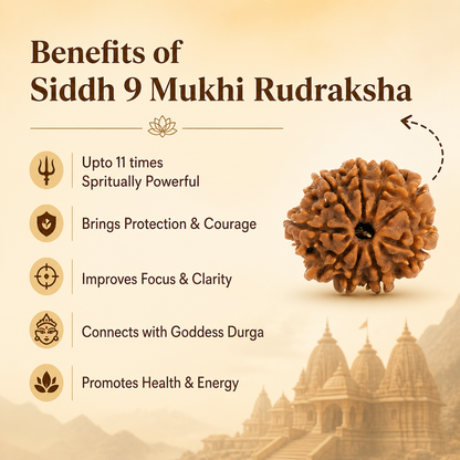 9 Mukhi Rudraksh