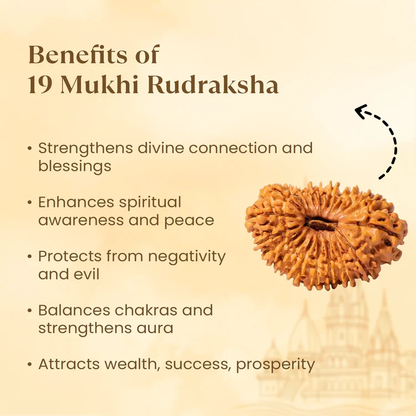 Siddh 19 Mukhi Rudraksha