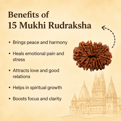 Siddh 15 Mukhi Rudraksha