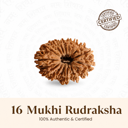 Siddh 16 Mukhi Rudraksha