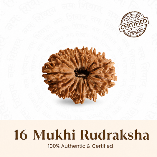 Siddh 16 Mukhi Rudraksha