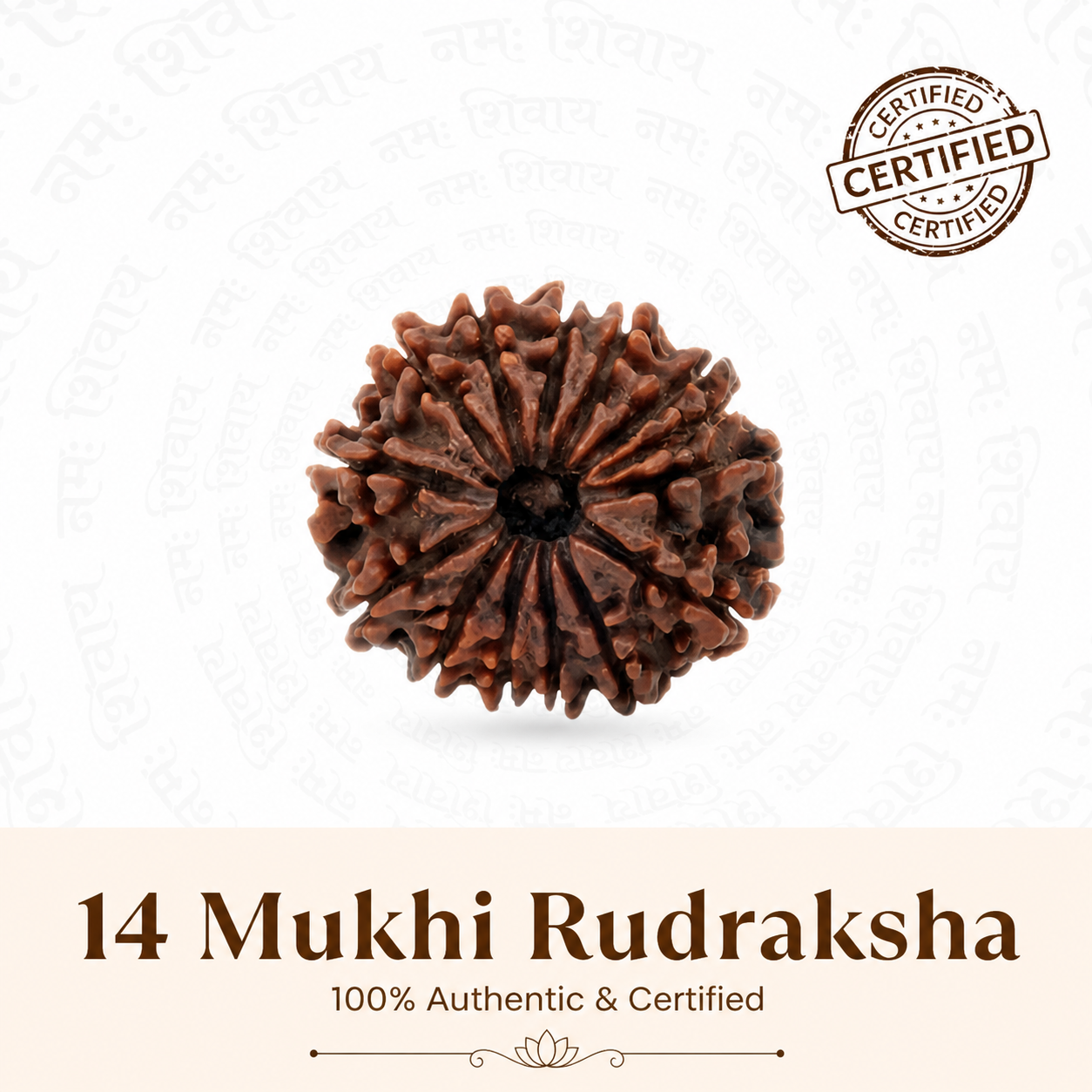 Siddh 14 Mukhi Rudraksha