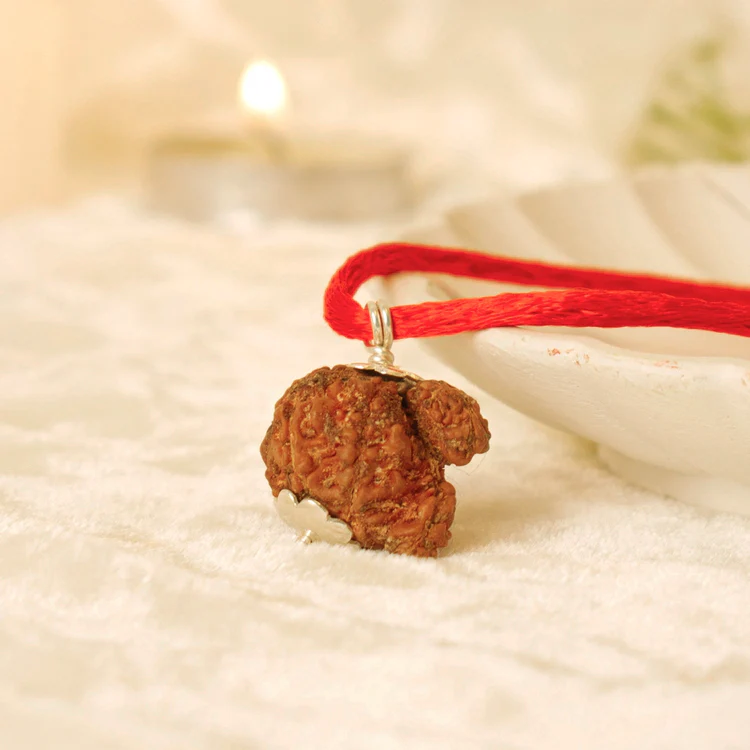 Siddh Garbh Gauri Rudraksha