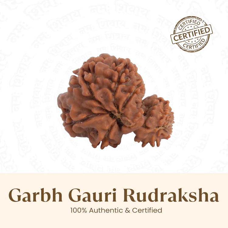 Siddh Garbh Gauri Rudraksha