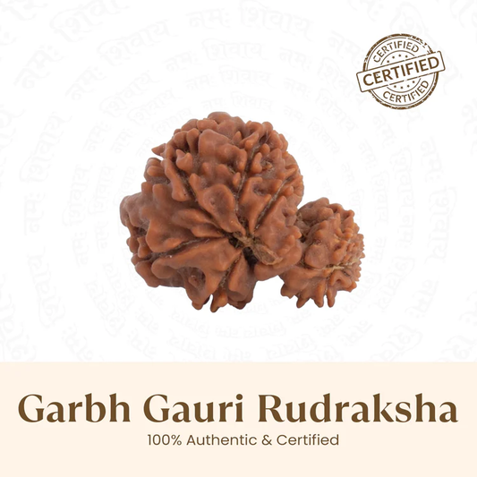 Siddh Garbh Gauri Rudraksha