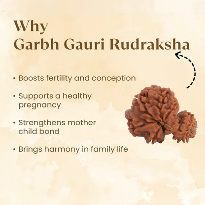 Siddh Garbh Gauri Rudraksha