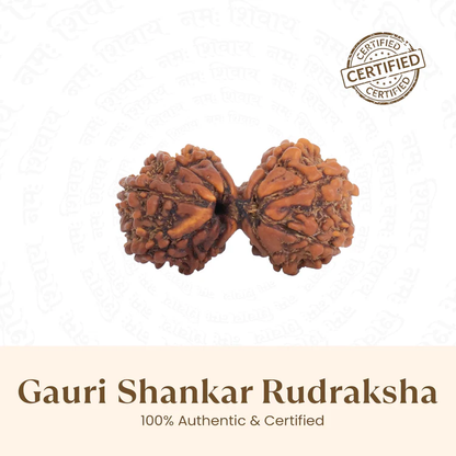 Siddh Gauri Shankar Rudraksha