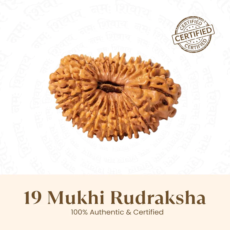 Siddh 19 Mukhi Rudraksha
