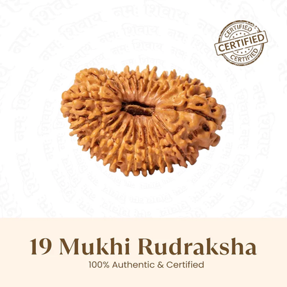 Siddh 19 Mukhi Rudraksha